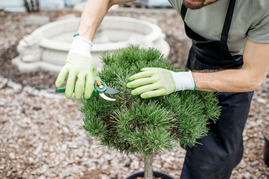 Gardener working in the garden cutting a shrub, for page Garden Talk & Lecture News